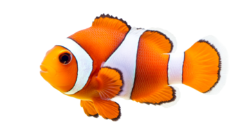 Orange Clownfish Close-Up Isolated, Colorful Reef Fish, Cut Out Transparent png