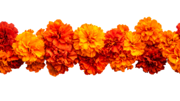 Marigolds in full bloom forming horizontal border, cut out transparent png