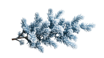 Frosted evergreen branch with delicate snowflakes resting gently png
