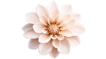 Elegant peach dahlia isolated on black background, cut out transparent png