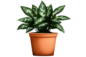 Dieffenbachia in pot with green leaves, cut out transparent png