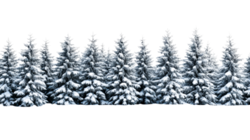 Snowy spruce trees stand in row, idyllic winter scenery, cut out transparent png