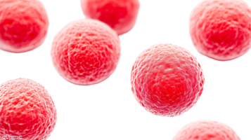Red blood cells erythrocytes flowing bloodstream, microscopic view, cut out transparent png