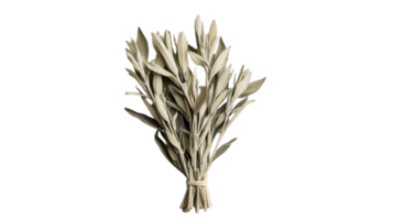 Sage bundle in center of dark background, cut out transparent png
