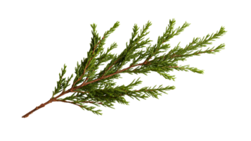 Green juniper branch with needles, botanical photography ,cut out transparent png