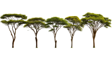 A row of trees with leafy canopies in a landscape, cut out transparent png