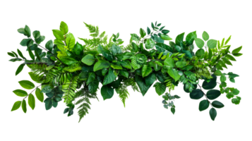 Lush green foliage border element on black, natural, cut out transparent png
