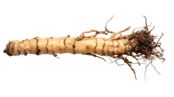 Freshly harvested horseradish root with soil, uncleaned, cut out transparent png