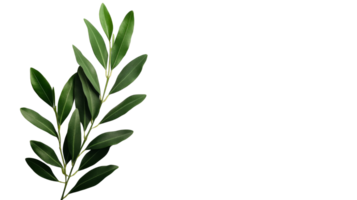 Lush Green Olive Branch on Black Background , cut out transparent png