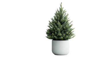 Decorative tree in a pot, minimalist style, indoor plants, evergreen, cut out transparent png