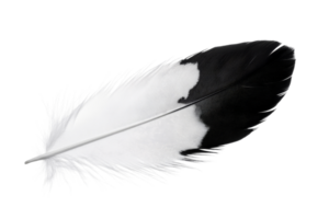 Bicolor feather with sharp texture and details , cut out transparent png