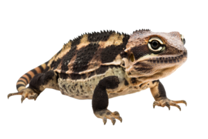 Armadillo Lizard close-up, reptile animal skin macro detail, cut out transparent png