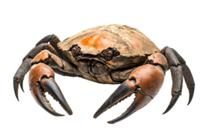 Large crab with powerful claws against black backdrop, cut out transparent png