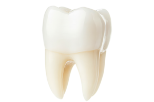 Tooth Anatomy, Realistic Detailed, 3D Rendering, isolated, cut out transparent png