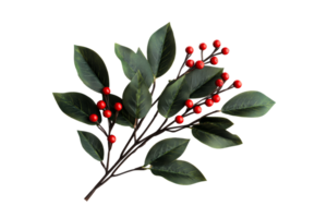 Branch with red berries and green leaves, cut out transparent png