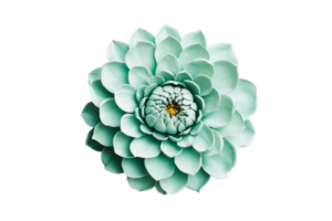 Detailed aqua dahlia flower with yellow center, cut out transparent png
