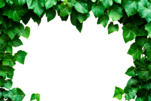 Ivy leaves frame with a transparent background, cut out transparent png