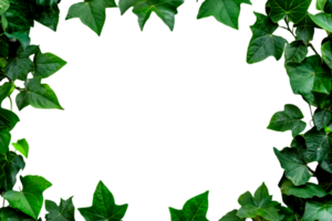Frame with green ivy leaves, botanical border, creeper vine, cut out transparent png