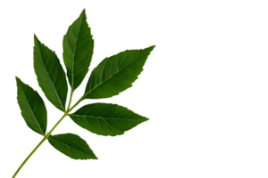 Green leaf with veins, against black background, isolated object, cut out transparent png