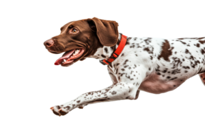 Animated brown and white pointer dog running, black backdrop, cut out transparent png