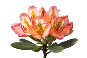 Elegant Rhododendron blossom with delicate pattern, cut out transparent png