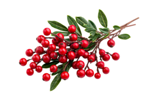 Red berries and evergreen foliage, decorative branch, cut out transparent png