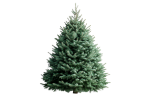 Blue Spruce Christmas Tree, Detailed Evergreen, Holiday Decor, cut out transparent png