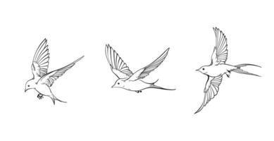 Line art illustration of flying swallows, elegant collection of spring birds, Outline Sketch isolated on white for postcard, freedom concept, nature theme, romantic mood, harmony state of mind vector