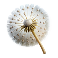 extraordinary artistic A single dandelion seedhead, with delicate seeds catching the light, macro photography, soft focus original png