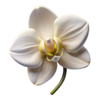 beautiful artistic A single, perfect white orchid, intricate details, soft lighting, botanical illustration style high resolution png