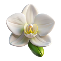 magnificent classic A single, perfect white orchid, intricate details, soft lighting, botanical illustration style high resolution png