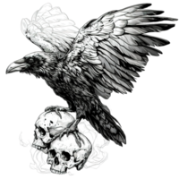 A black raven with open wings perched on two skulls png