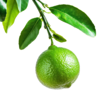 Fresh Green Lime on Tree Branch on transparent background. png