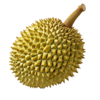 Fresh Durian Fruit on Display on transparent Background. png