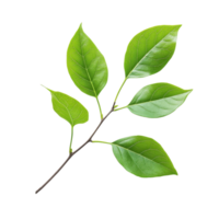 Green Leaf Branch Display on transparent Background. png
