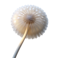 extraordinary abstract A single dandelion seedhead, delicately lit by a back light, ethereal and dreamlike, white on white color scheme professional png