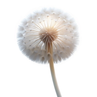 beautiful modern A single dandelion seedhead, delicately lit by a back light, ethereal and dreamlike, white on white color scheme exclusive png