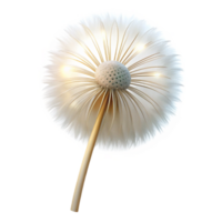 beautiful minimalist A single dandelion seedhead, delicately lit by a back light, ethereal and dreamlike, white on white color scheme exclusive png