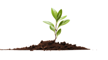 New Tree Seedling on Transparent Background. Growth, Environment png