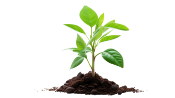 New Tree Seedling on Transparent Background. Growth, Environment, Leaf png