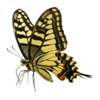 Orange Butterfly Exotic species with intricate wing designs and delicate features png