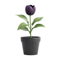 uma roxa tulipa dentro uma Panela em uma transparente fundo png