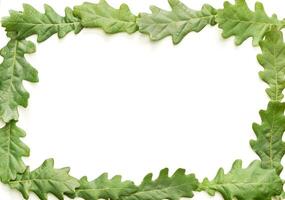 Green oak leaves arranged in rectangular frame on white background. photo