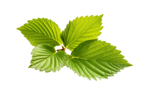 A hazelnut leaf isolated on transparent background png