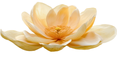 A beautiful open flower displaying delicate petals and a golden center png