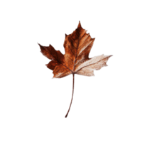 A single maple leaf is displaying autumnal coloring and frost png