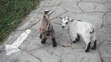 Two Playful Goats Exploring a Stone Path in a Green Garden video