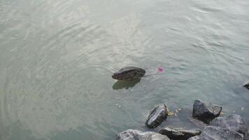 A monitor lizard floats in the pond as it flicks its tongue out and senses its surroundings. video