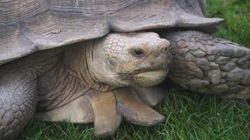 Close-up View of a Giant Tortoise in a Natural Grass Environment video