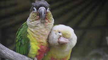 Two Colorful Parrots Cuddling on Branch video